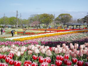 木曽三川公園のチューリップ１