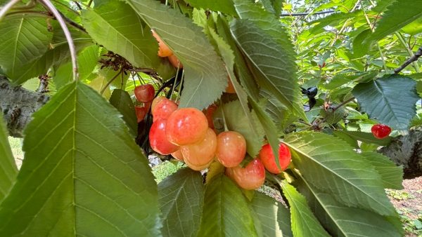 旬の大粒のさくらんぼ食べ比べ