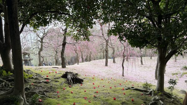 城南宮　神苑としだれ梅